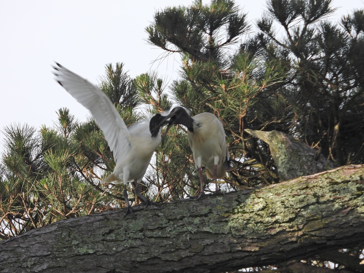 ibis australský - ML644612706