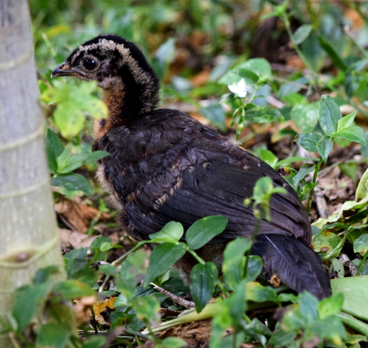 Kara Ayaklı Guan - ML644612718