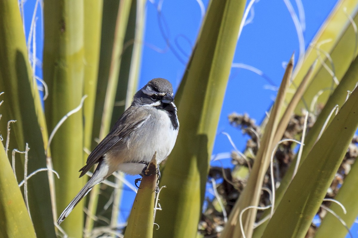 Black-throated Sparrow - ML644612729