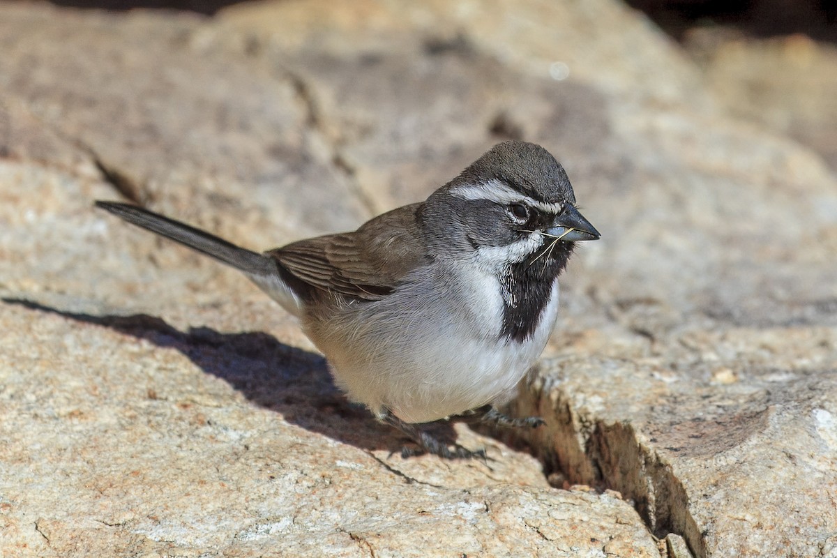 Black-throated Sparrow - ML644612730