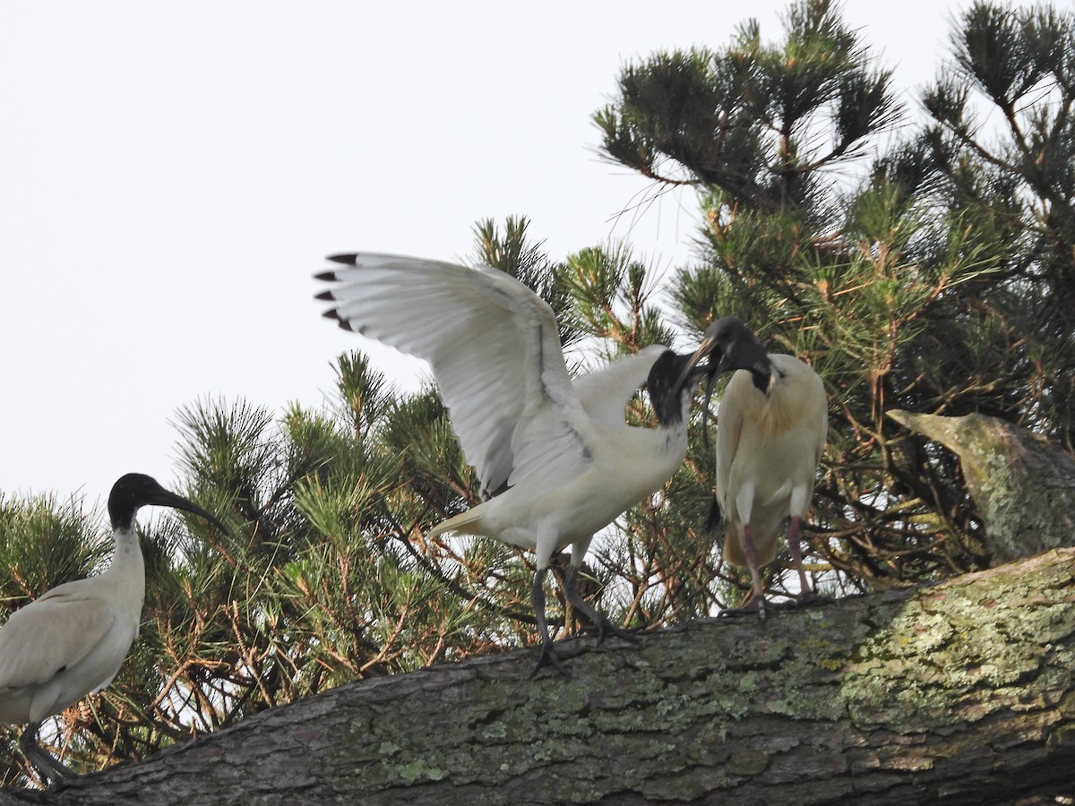 ibis australský - ML644612731