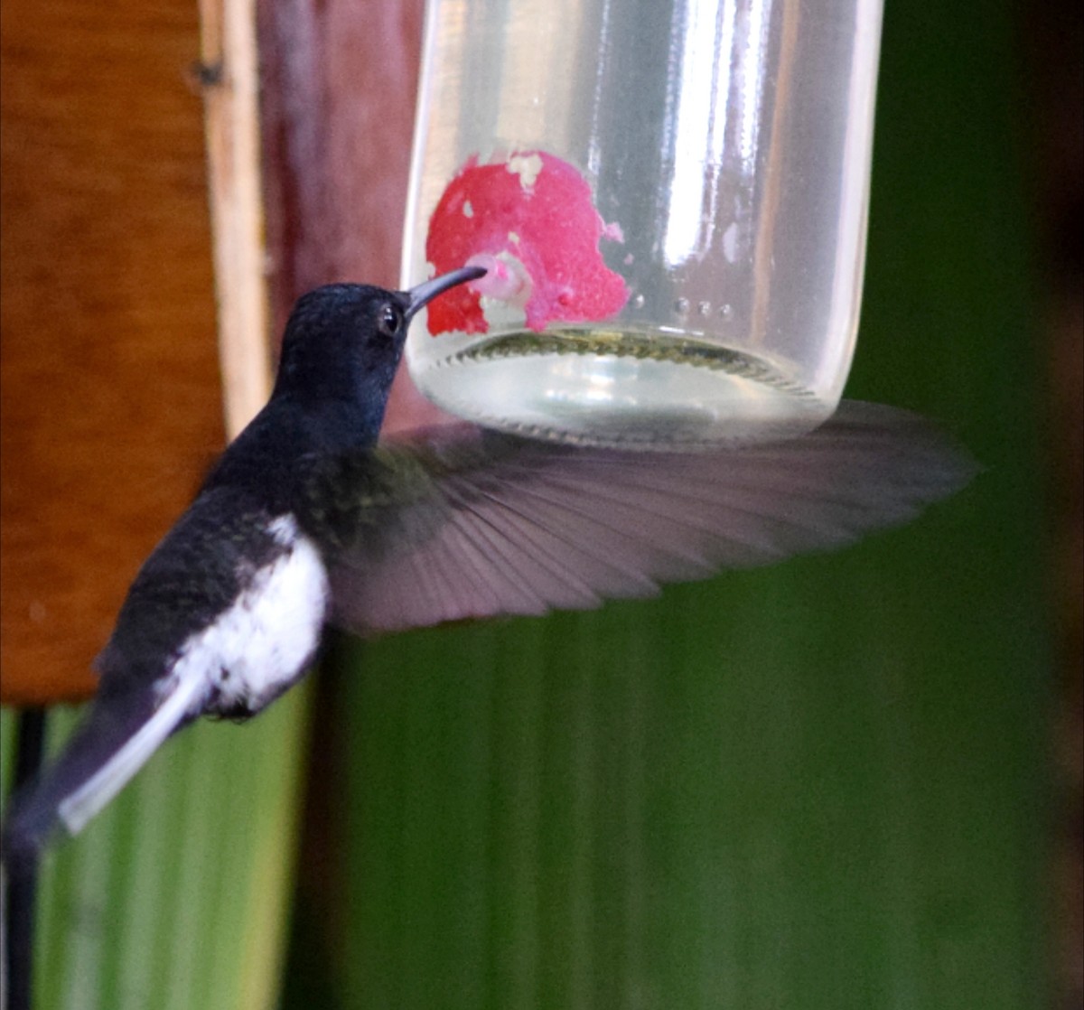 Black Jacobin - ML644612733