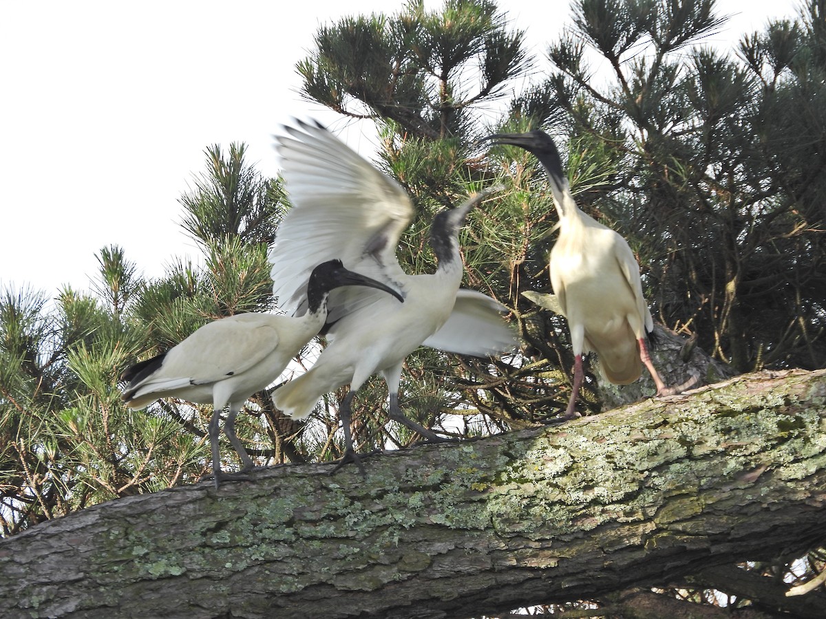 ibis australský - ML644612737