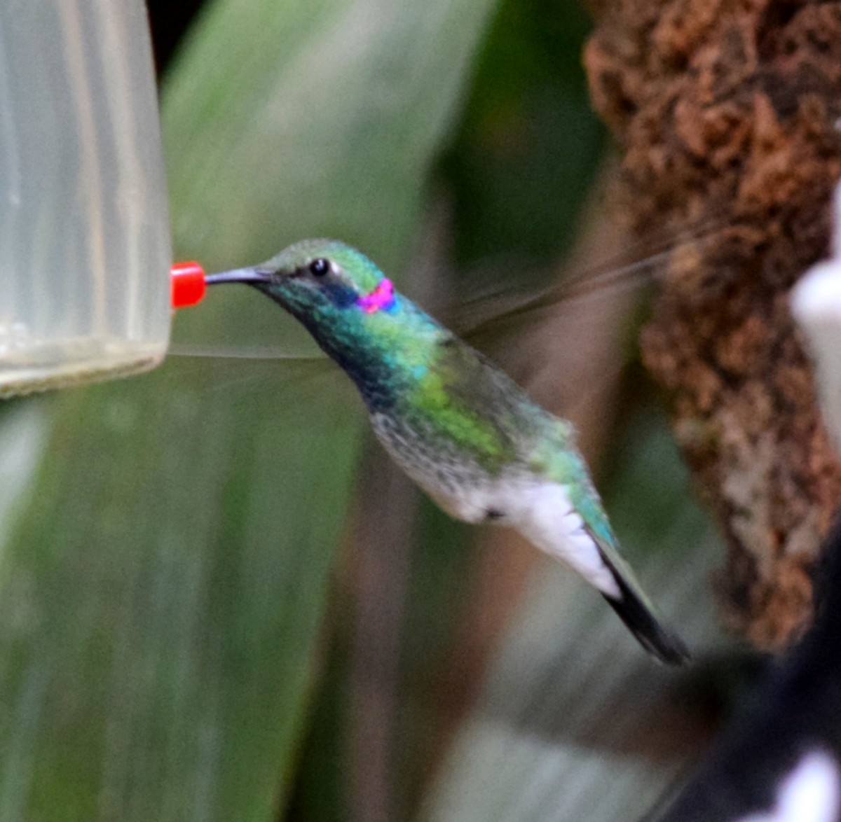 シロハラハチドリ - ML644612740