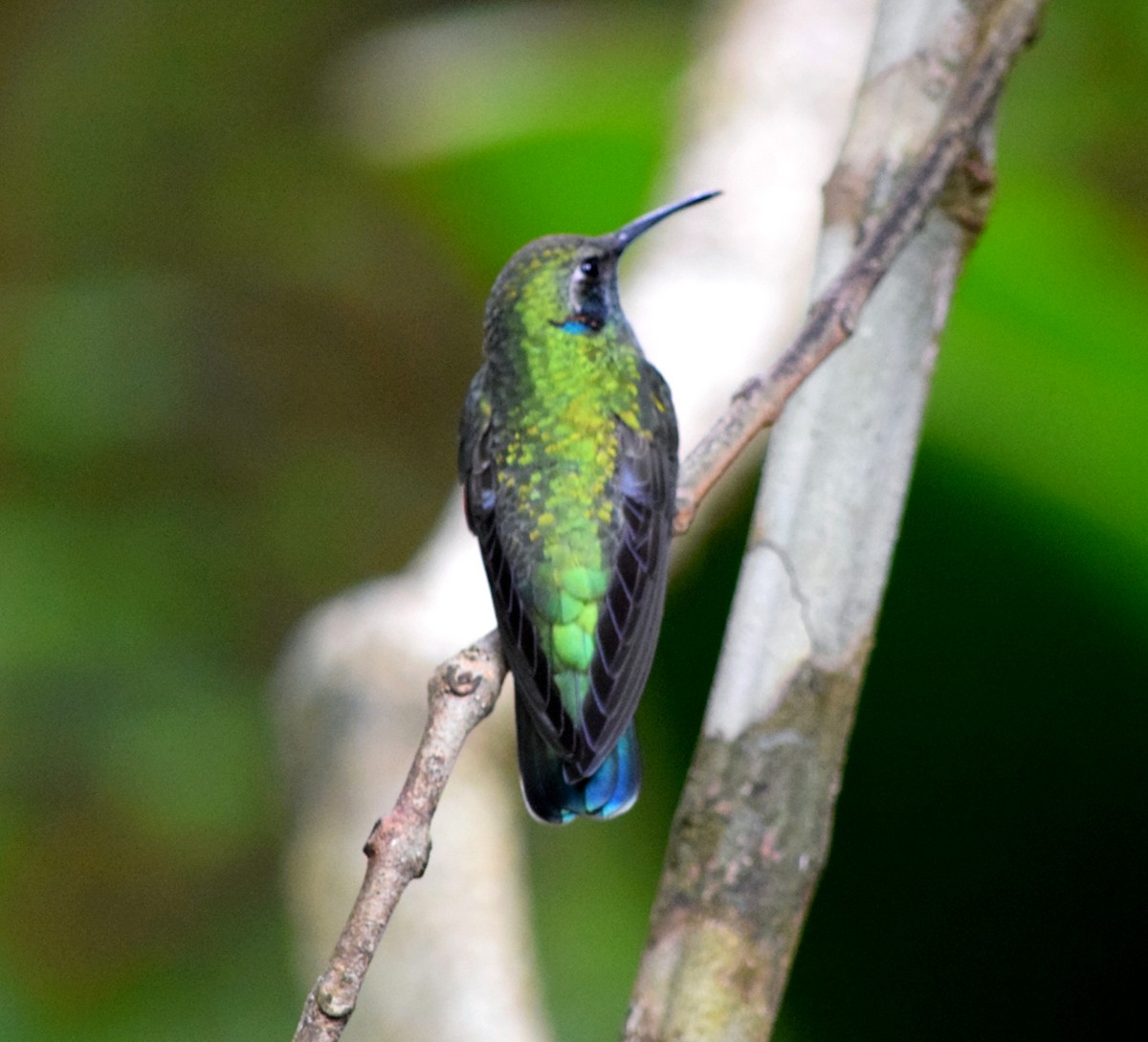 シロハラハチドリ - ML644612741