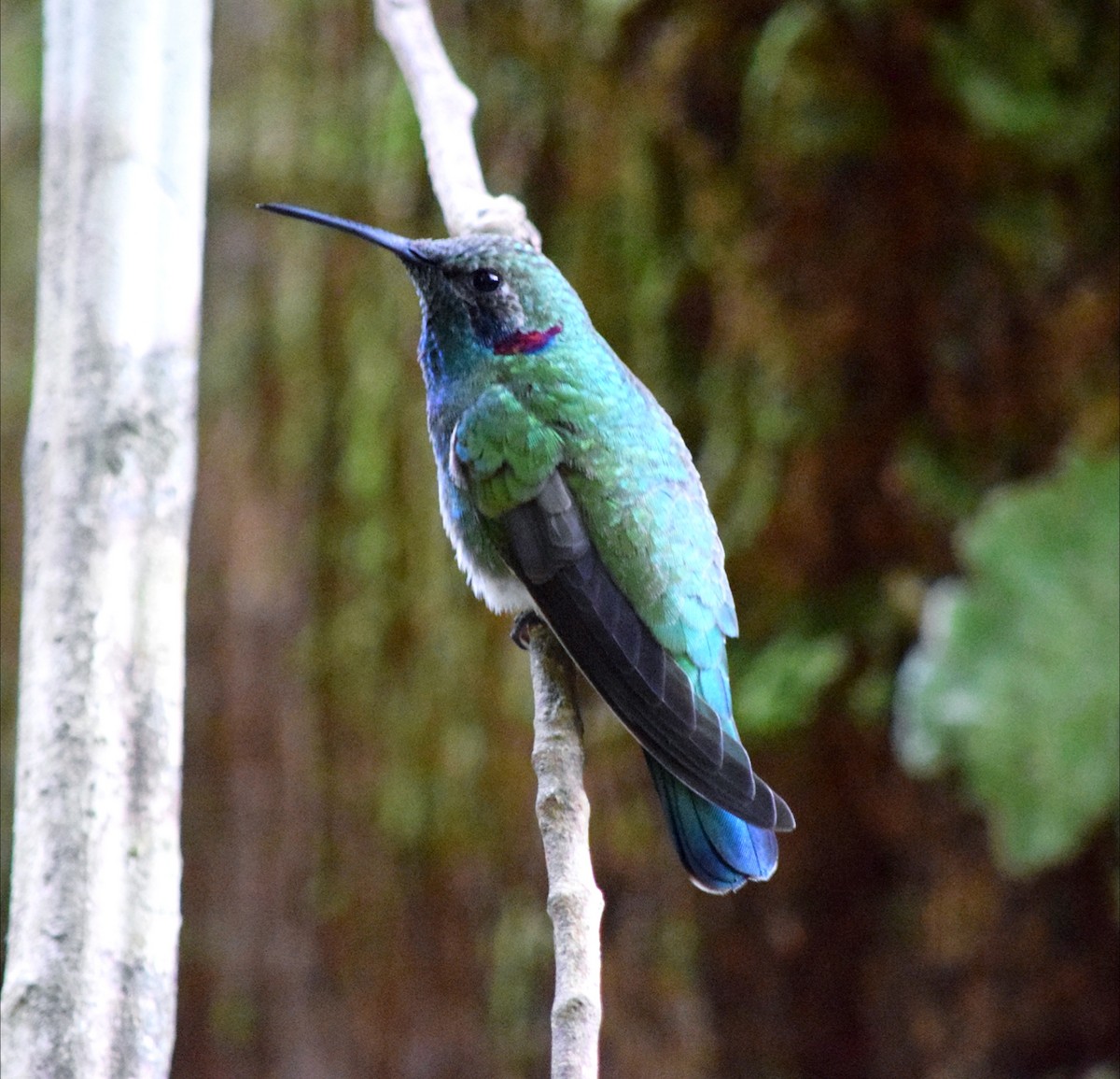 シロハラハチドリ - ML644612742