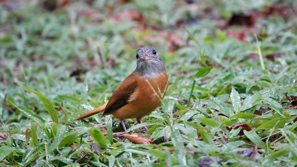 Atila Encapuchado - ML644612748