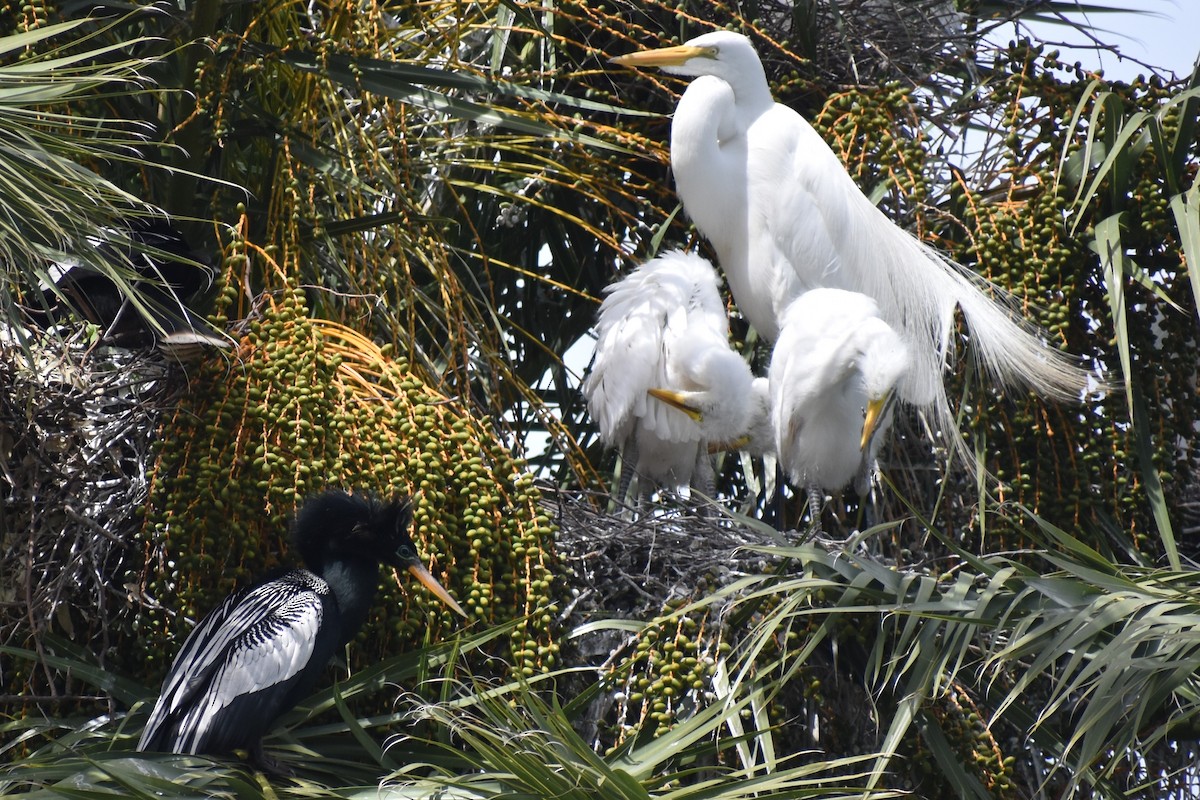 Garceta Grande - ML644612749