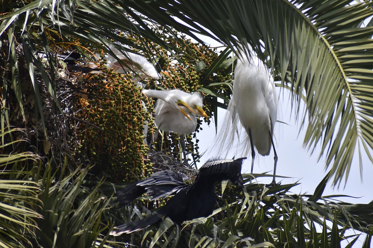 Garceta Grande - ML644612751