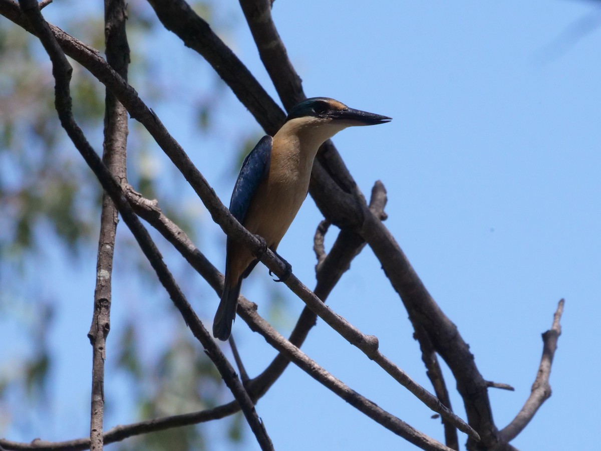 Alción Sagrado - ML644612754