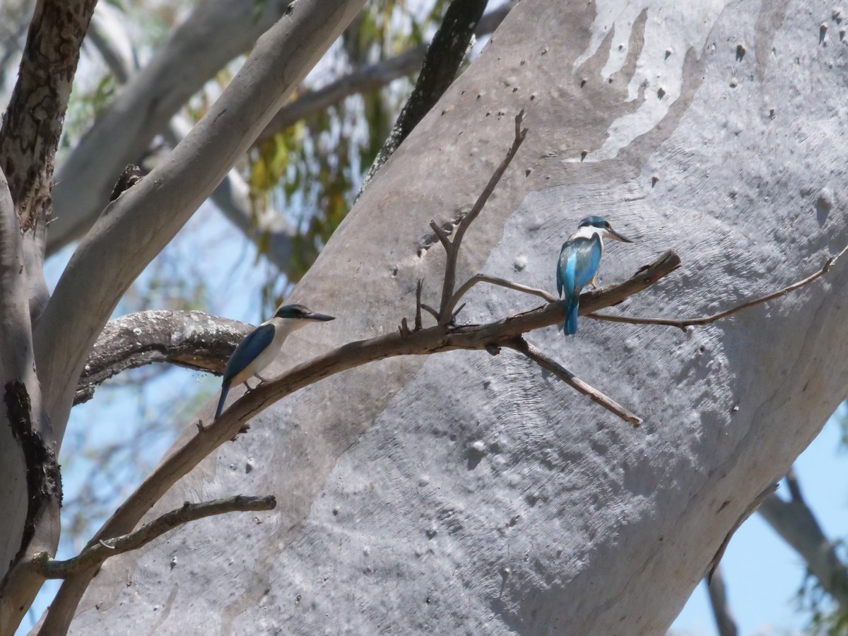 Alción Sagrado - ML644612757