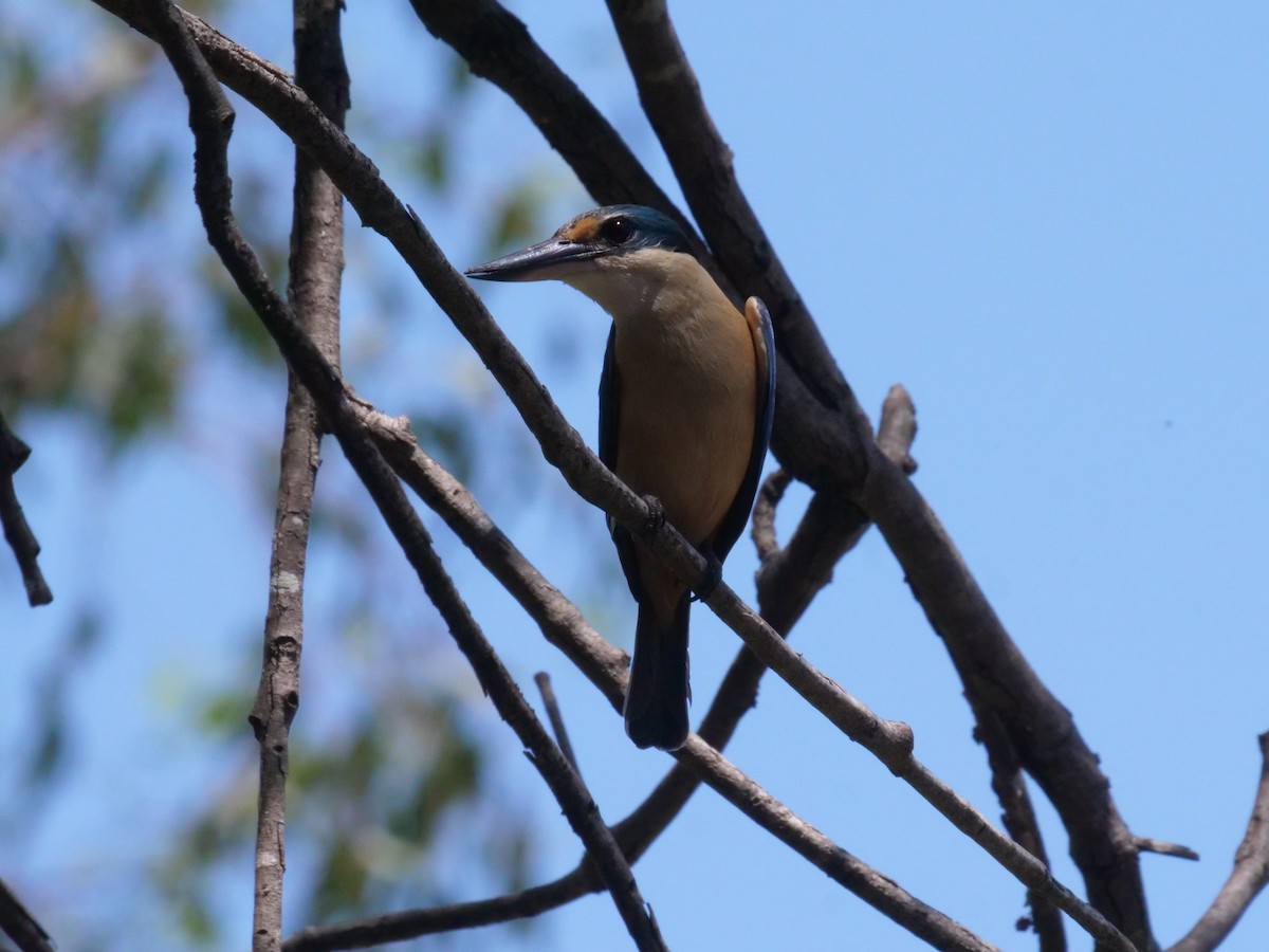 Alción Sagrado - ML644612758