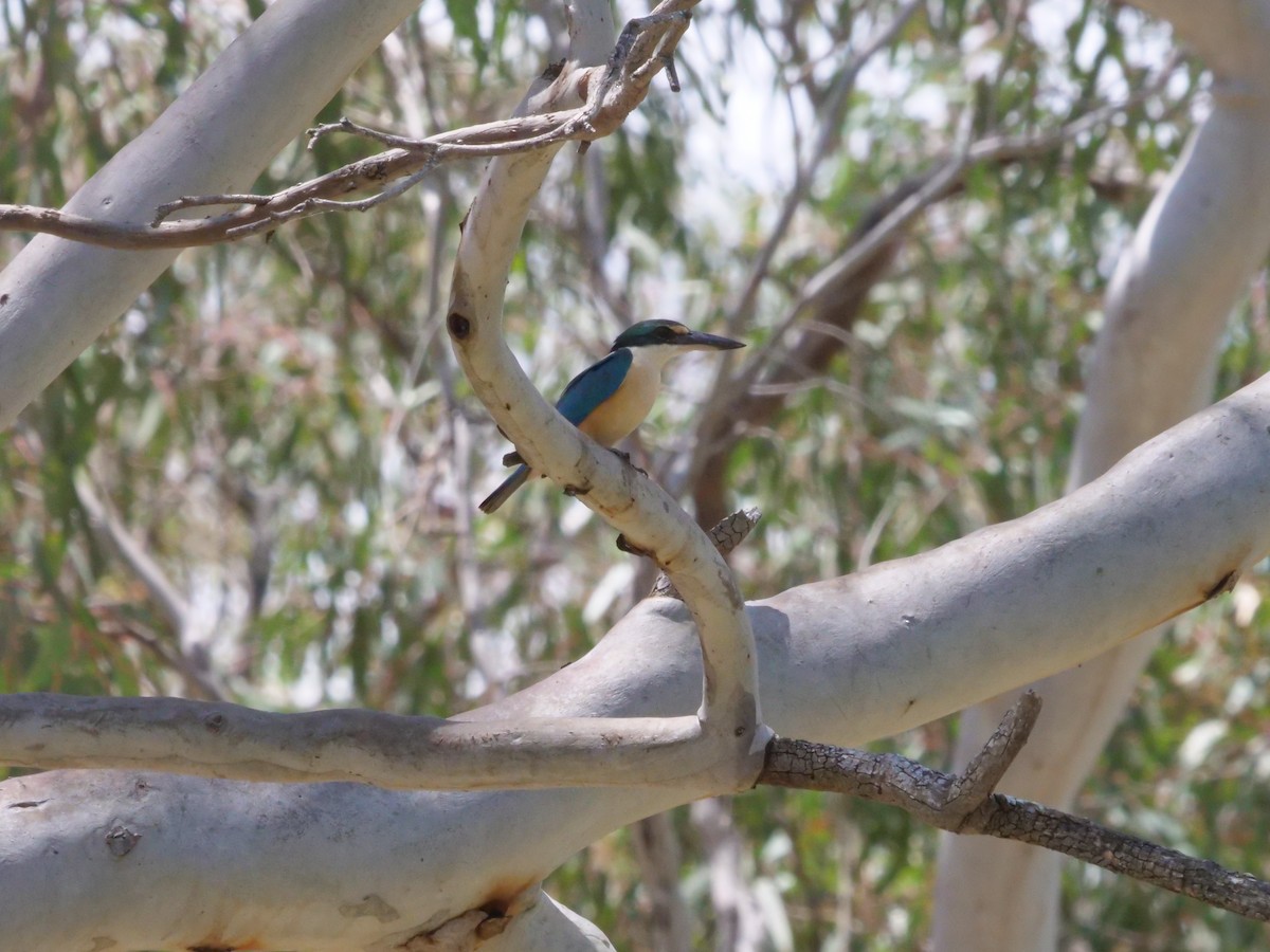 Alción Sagrado - ML644612759