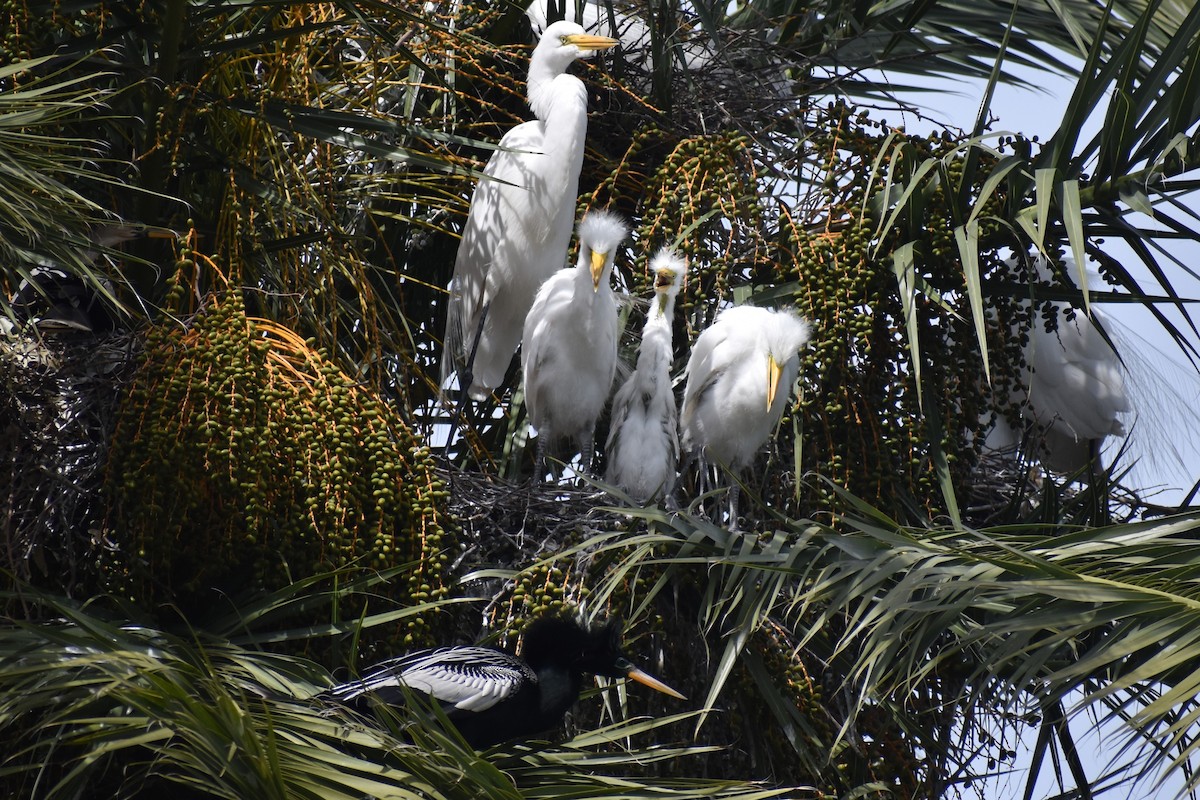 Garceta Grande - ML644612760