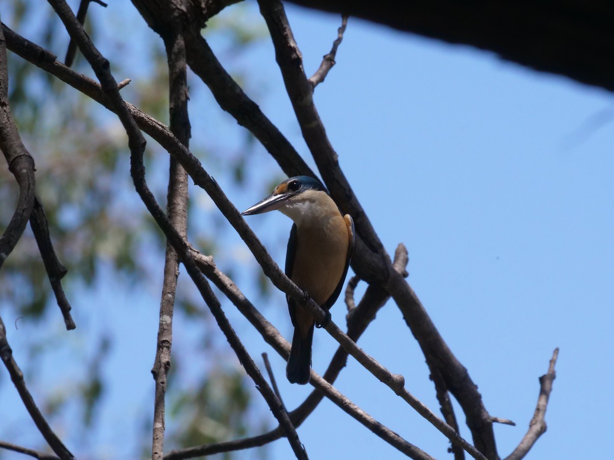 Alción Sagrado - ML644612761