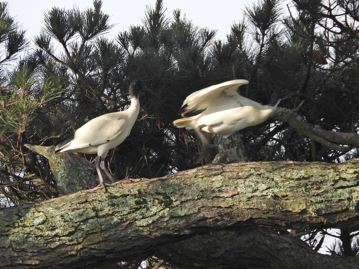 Ibis Moluqueño - ML644612763