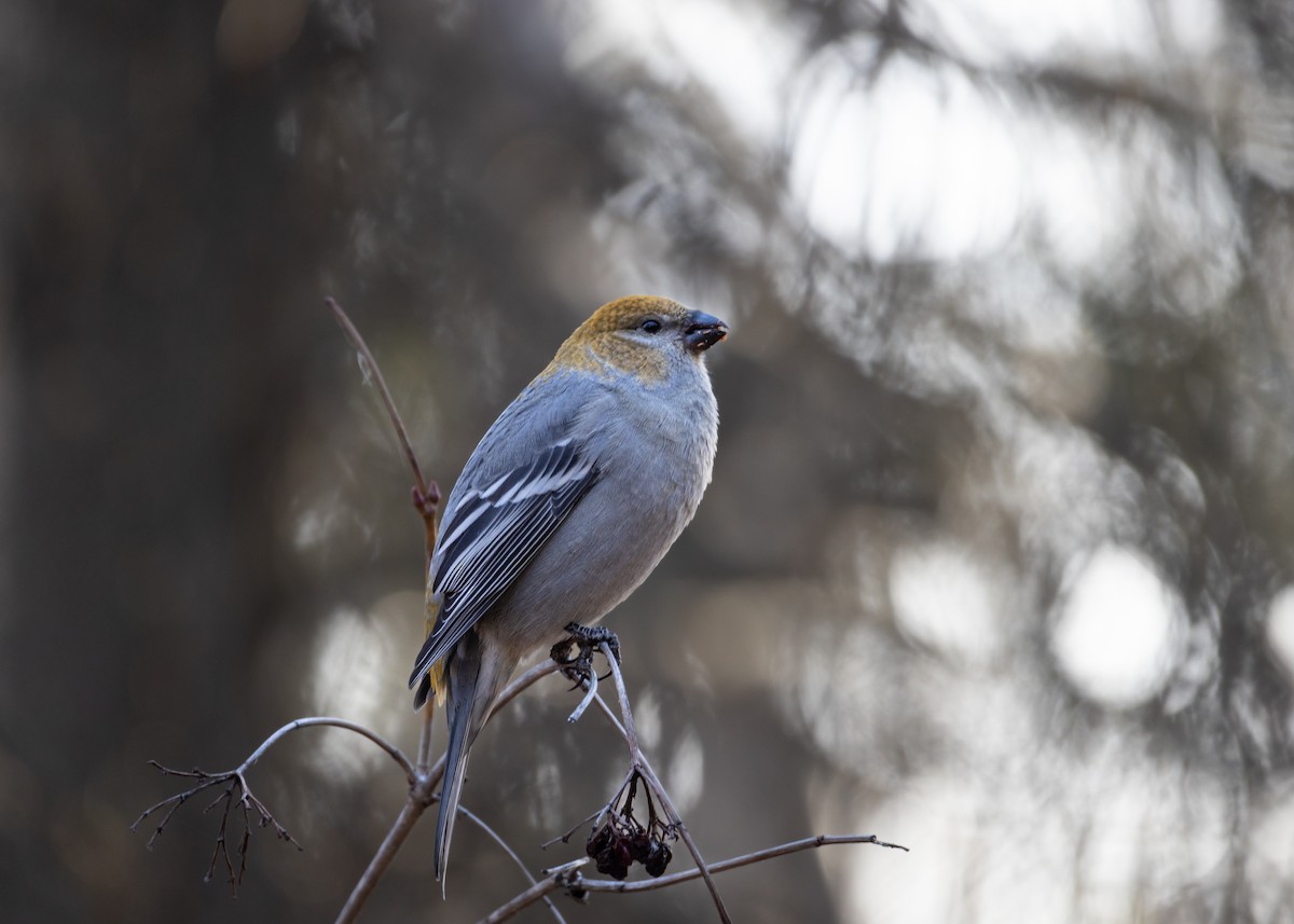 konglebit - ML644612764