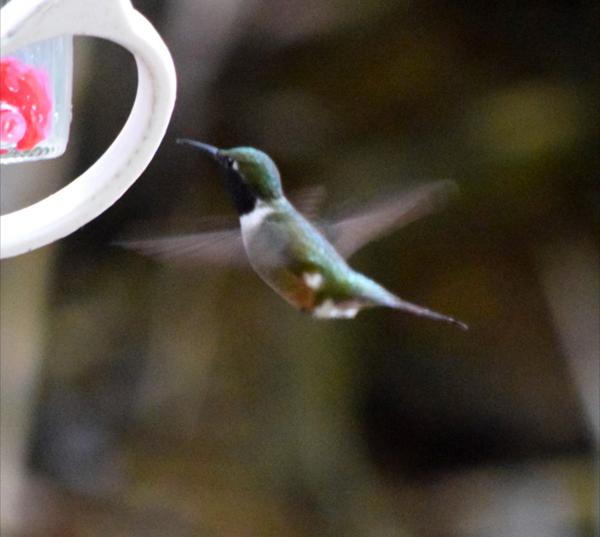 Колібрі-аметист білочеревий - ML644612766