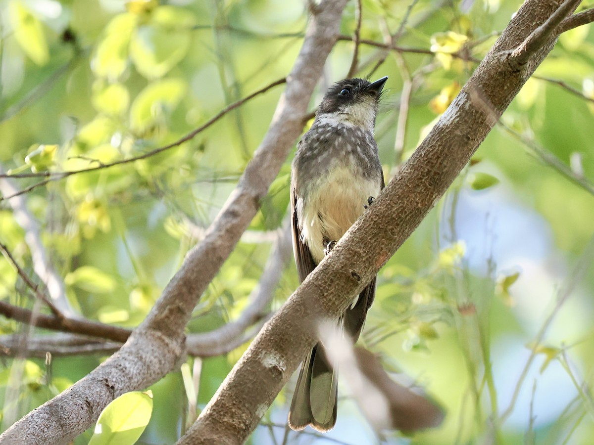 Abanico Norteño - ML644612768