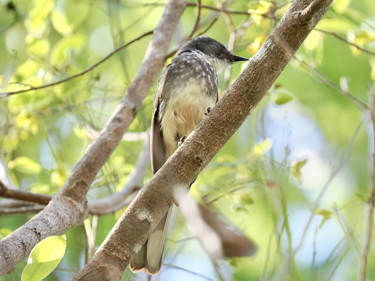 Abanico Norteño - ML644612769