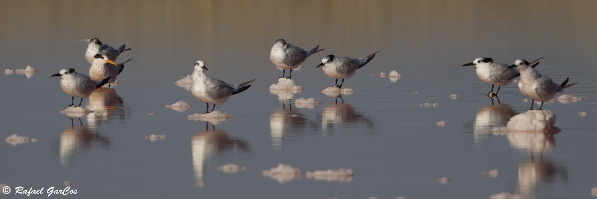 ユウガアジサシ - ML644612770