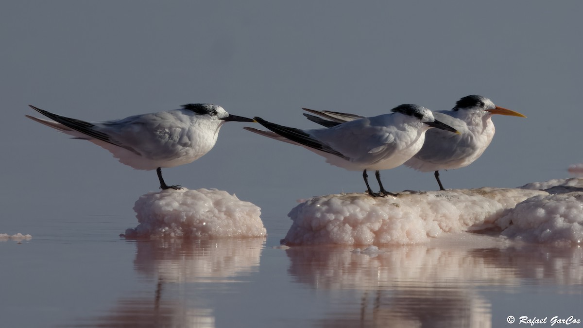 ユウガアジサシ - ML644612771