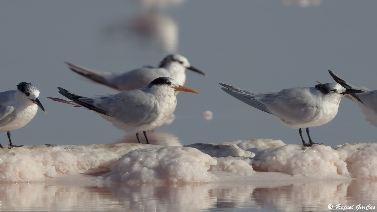 ユウガアジサシ - ML644612772