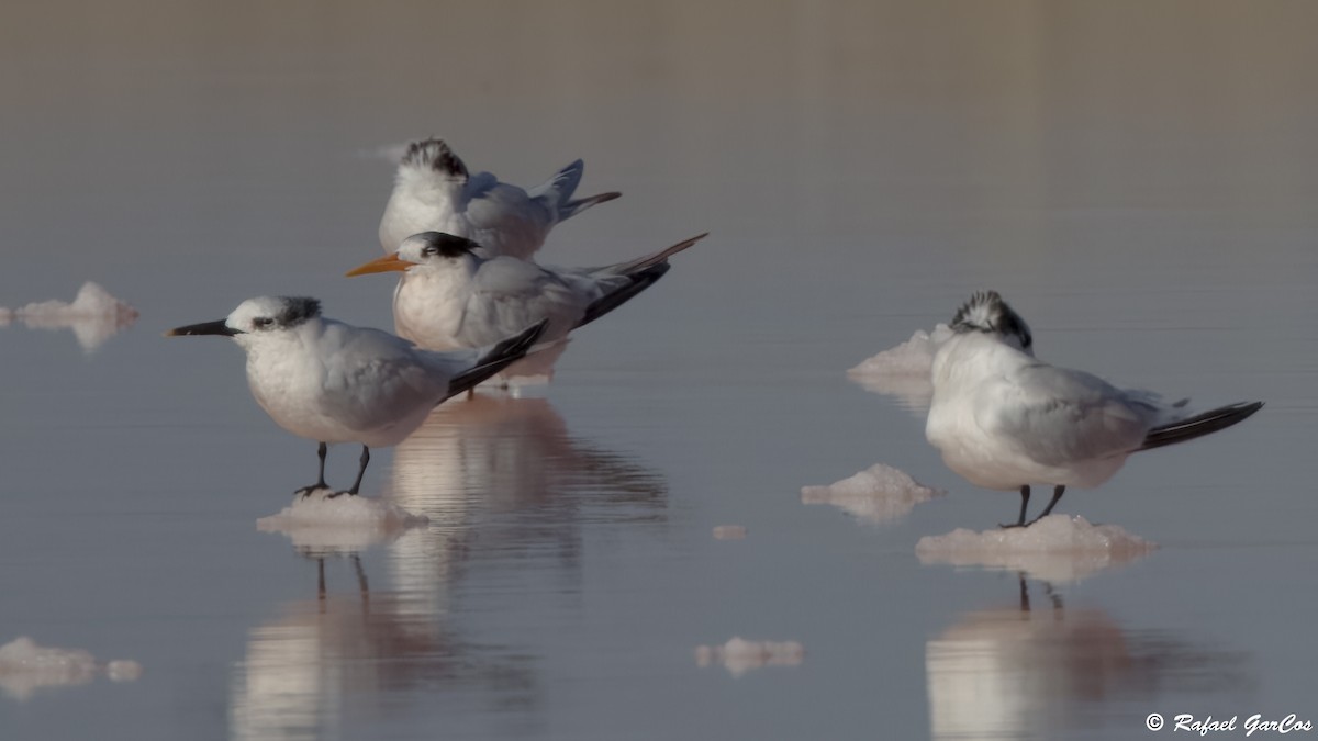 ユウガアジサシ - ML644612773