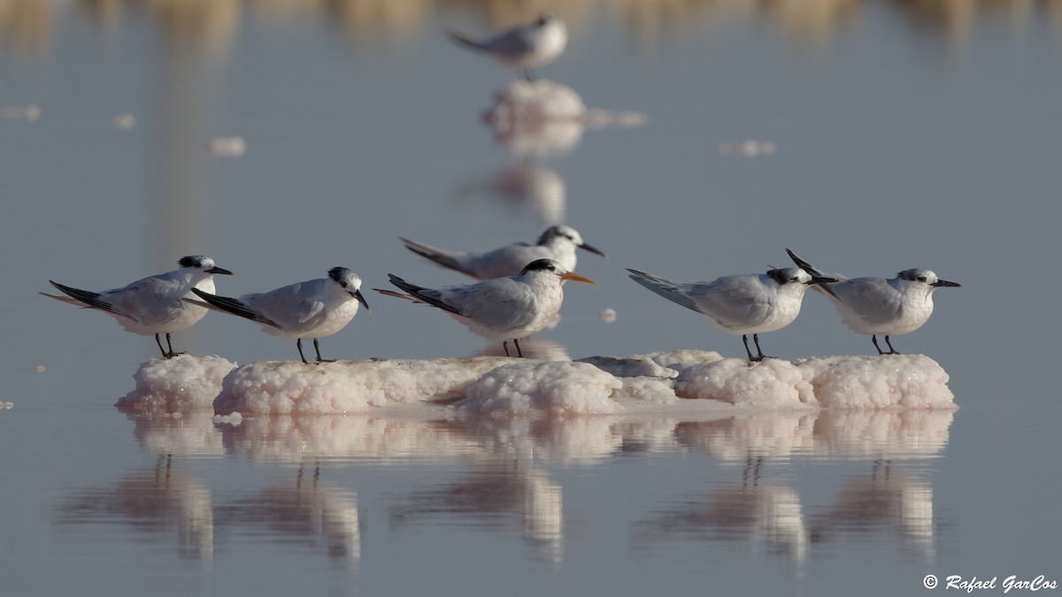 ユウガアジサシ - ML644612774