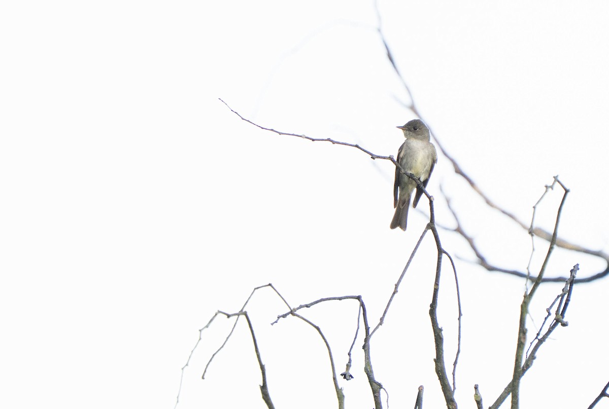 Pibí Oriental - ML644612775