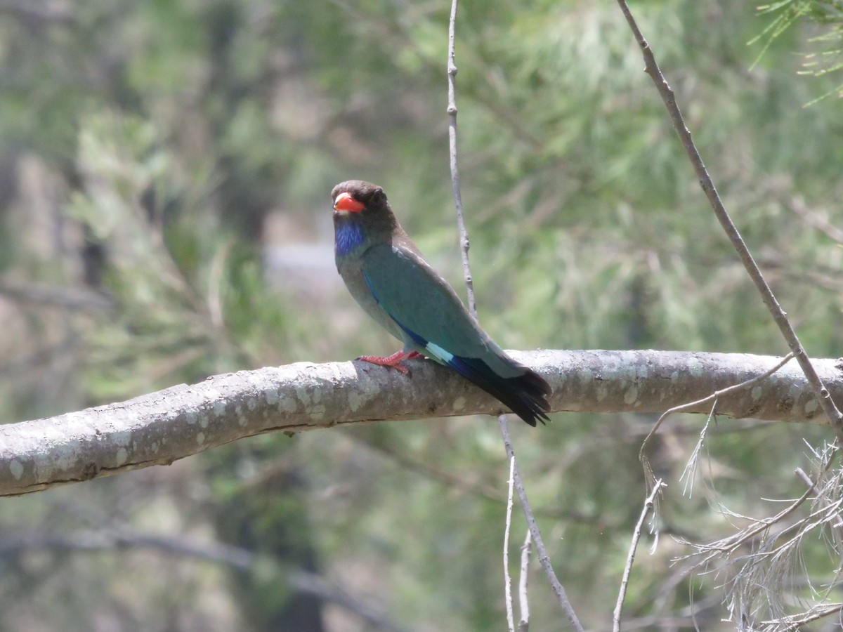 Carraca Oriental - ML644612777