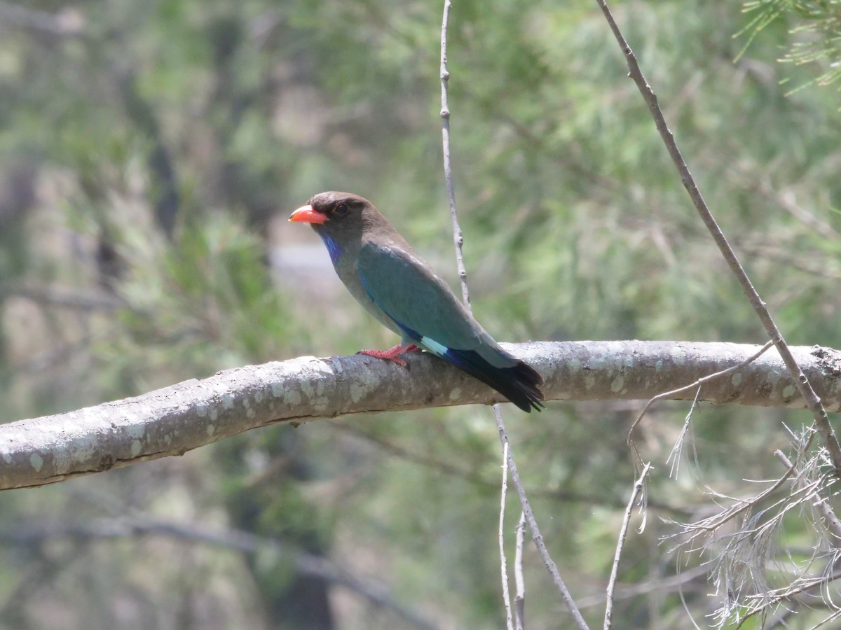 Carraca Oriental - ML644612778