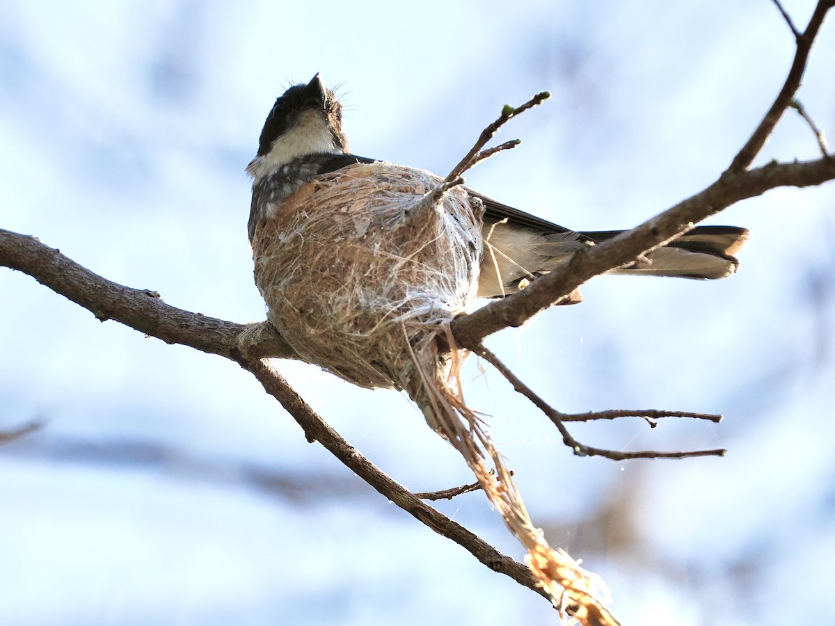Abanico Norteño - ML644612780