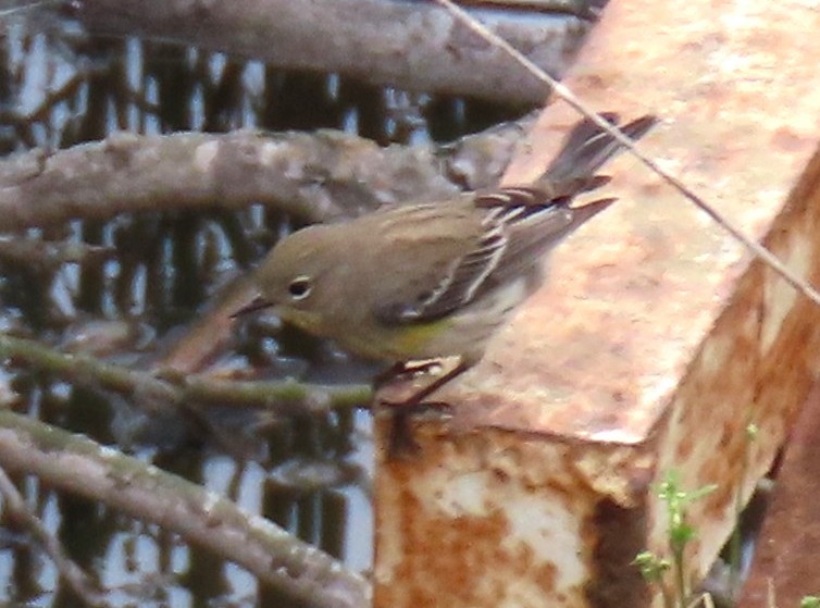 Reinita Coronada - ML644612781