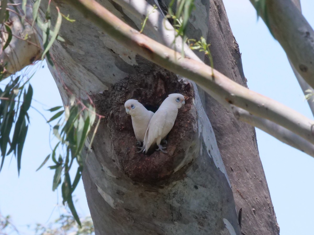 Cacatúa Sanguínea - ML644612783
