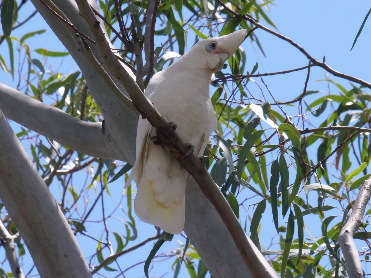 Cacatúa Sanguínea - ML644612784