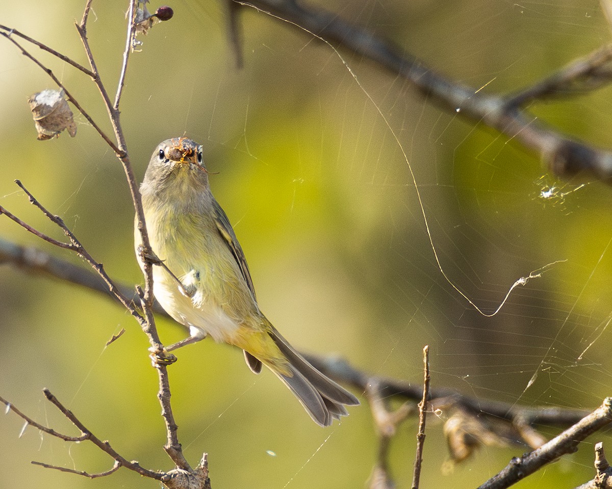 Reinita Coroninaranja - ML644612785