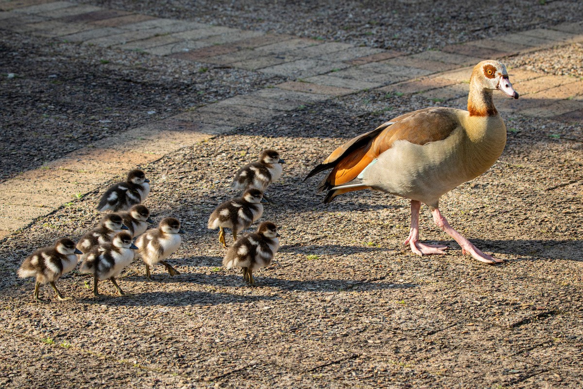 Ganso del Nilo - ML644612786