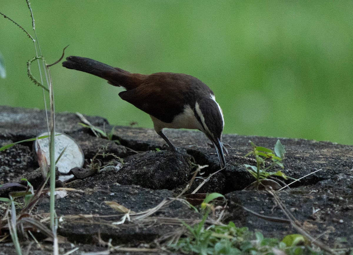 Cucarachero Currucuchú - ML644612788