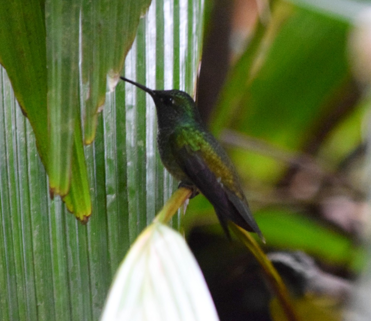 Amazilia Versicolor - ML644612789
