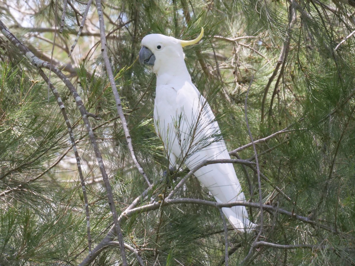Cacatúa Galerita - ML644612791