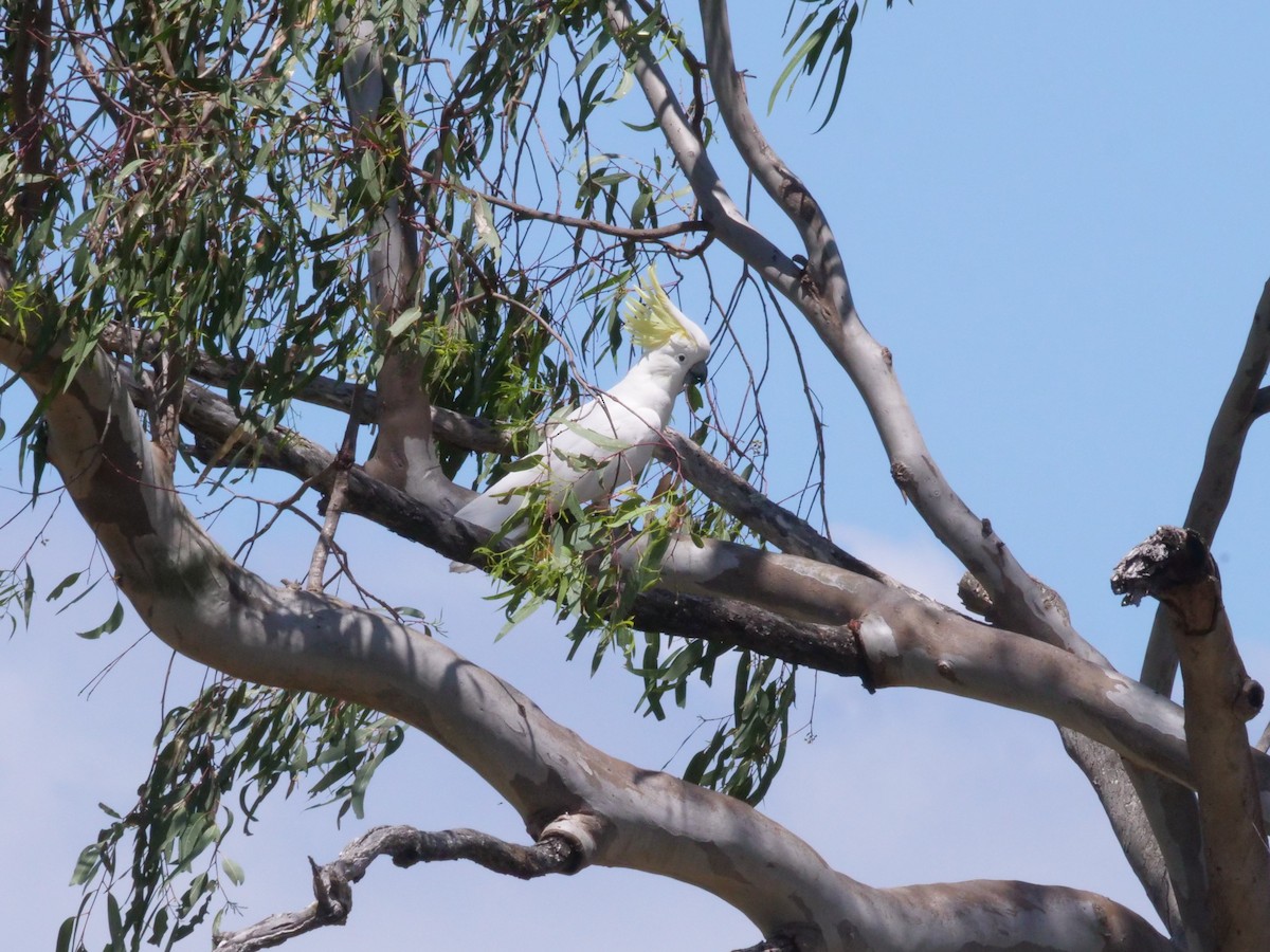 Cacatúa Galerita - ML644612792