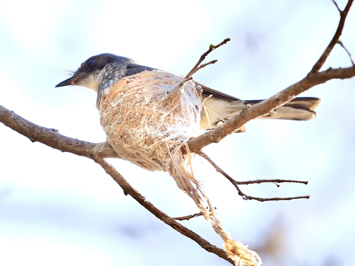 Abanico Norteño - ML644612794