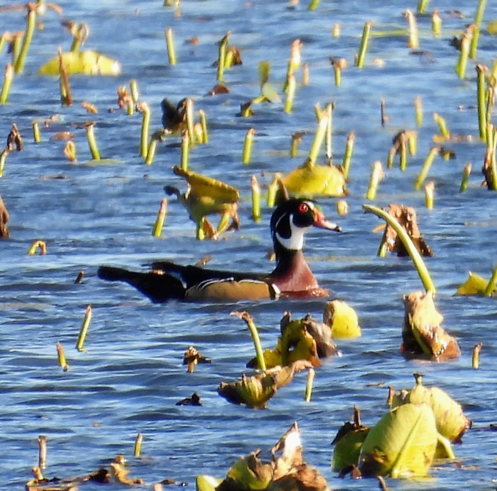 Canard branchu - ML644612797