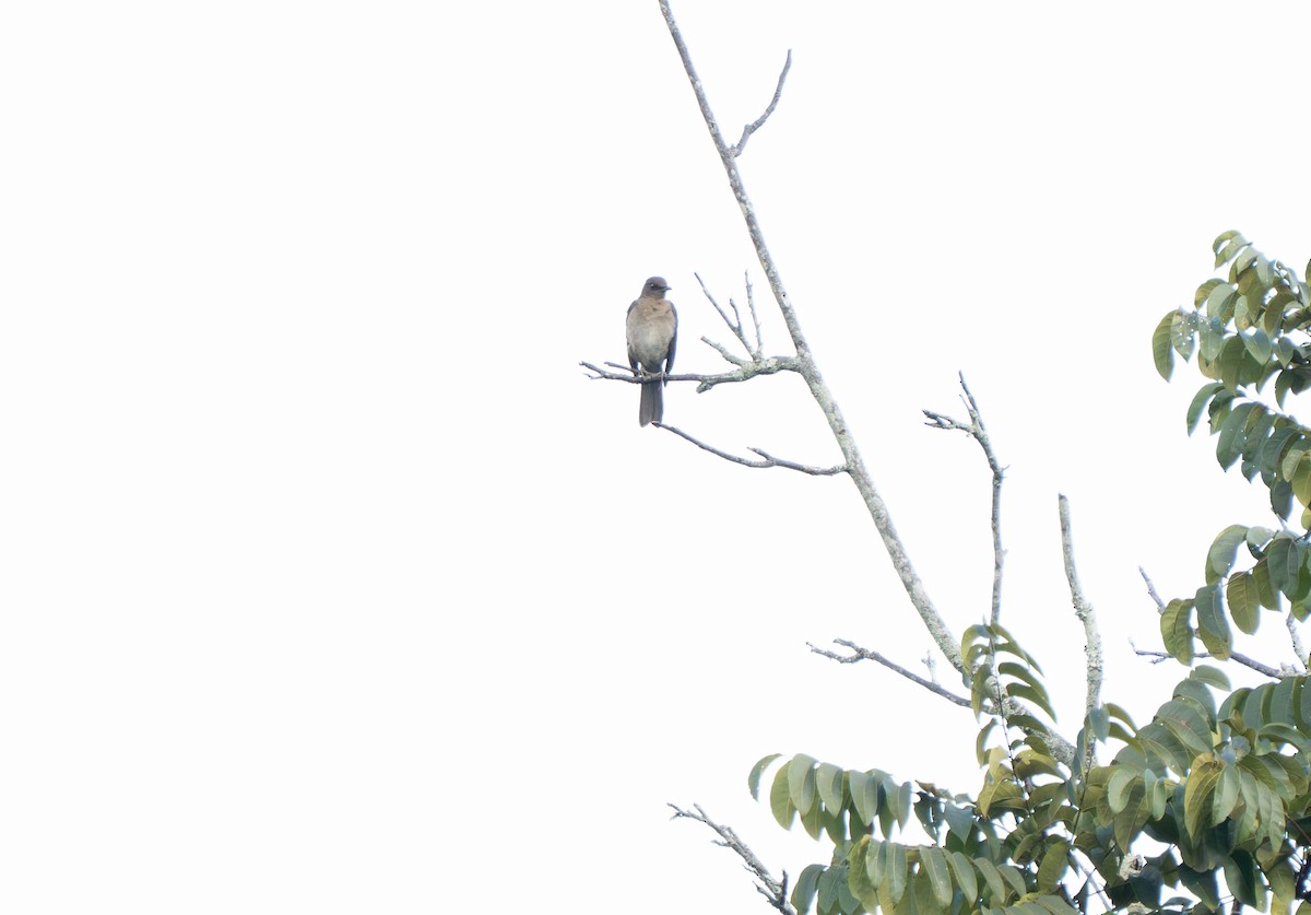 Zorzal Piquinegro - ML644612801