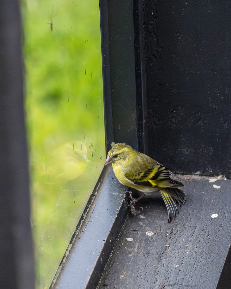 Black-chinned Siskin - ML644612813