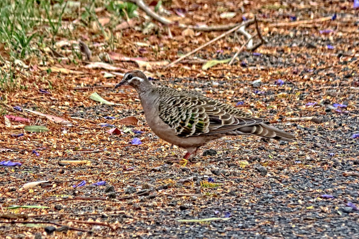 Common Bronzewing - ML644612822