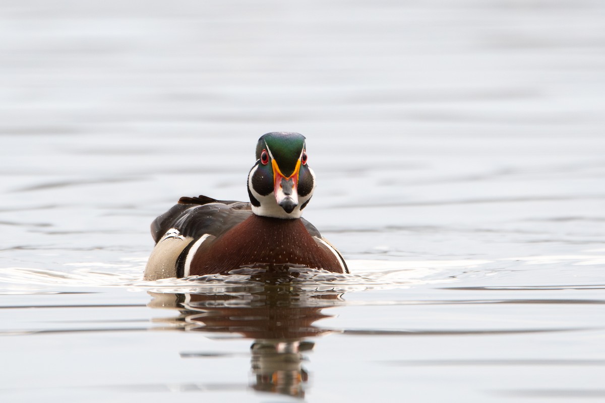 Wood Duck - ML644612823