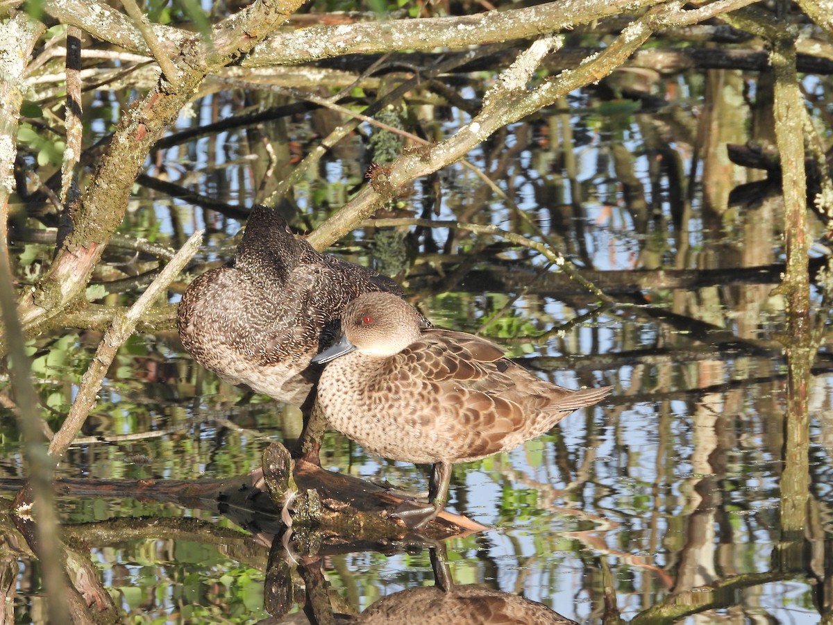 ハイイロコガモ - ML644612824