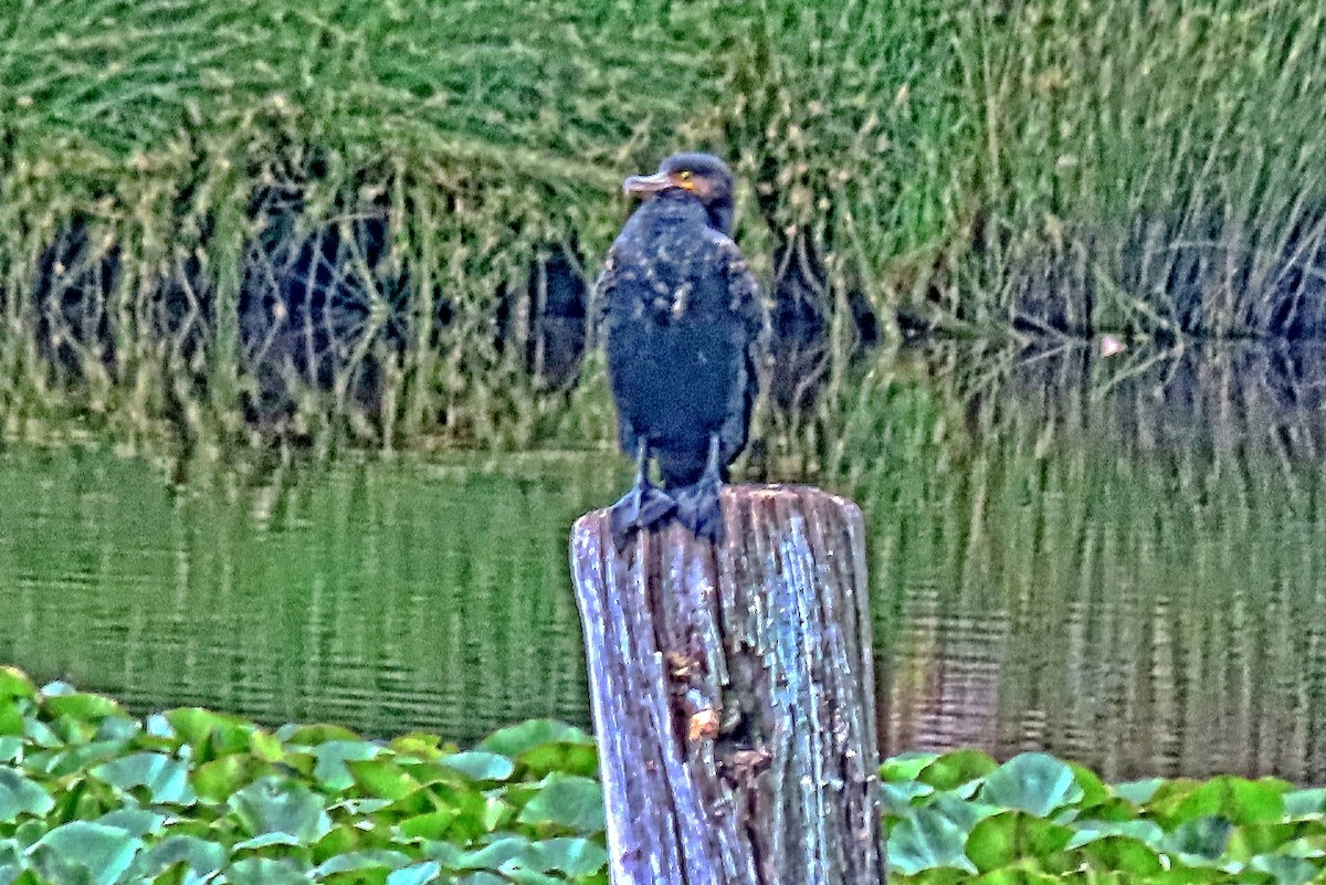 Cormorán Grande - ML644612830